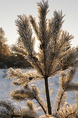 Image showing Pines in the Winter