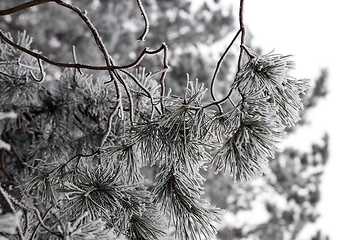 Image showing Frost on needles of pine