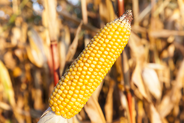Image showing corn on agricultural field
