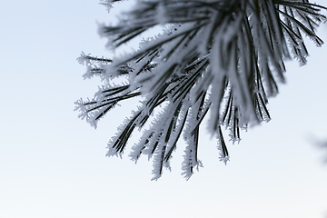 Image showing Pine forest