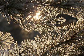 Image showing Pines in the frost