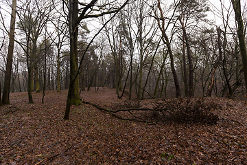 Image showing Forest in autumn