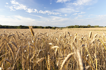 Image showing wheat field