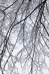 Image showing trees covered with hoarfrost