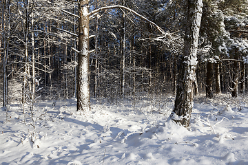 Image showing Forest in winter
