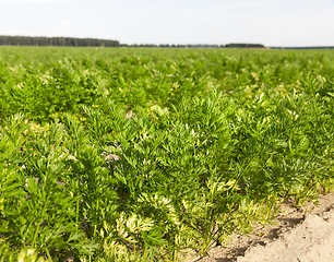 Image showing green leaves of carrots