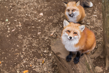 Image showing Fox looking up