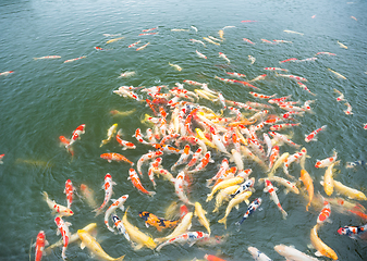 Image showing Koi fish in the pond