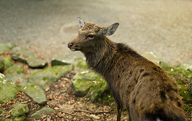 Image showing Stag Deer