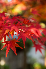 Image showing Red japanese maple 