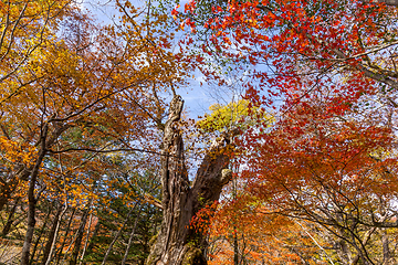 Image showing Fall foliage 