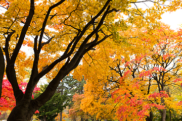 Image showing Autumn landscape