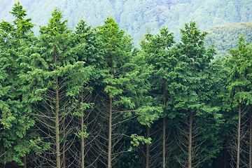 Image showing Evergreen Forest 