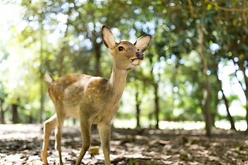 Image showing Little Deer