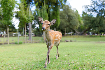 Image showing Deer fawn walking in a park