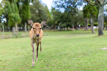 Image showing Young Deer walking in a park