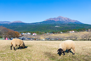 Image showing Sheep farm with mount Kirishima