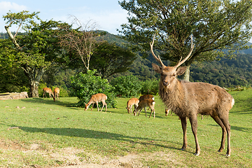Image showing Deer in Mount Wakakusa