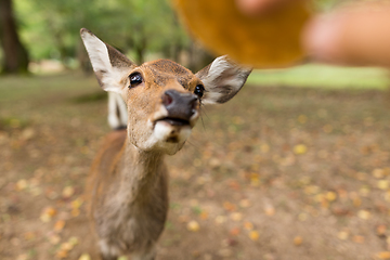Image showing Feeding little lovely deer