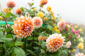 Image showing Chrysanthemums in autumn