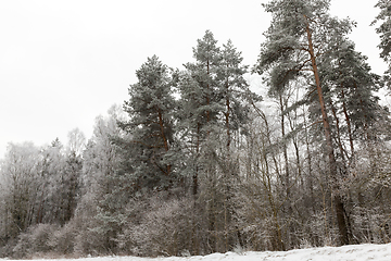 Image showing Trees in winter