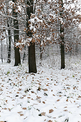 Image showing Winter park with snow