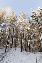 Image showing Snow in winter