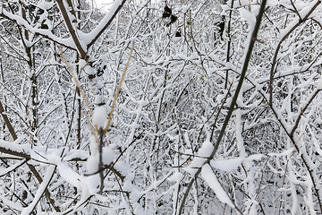 Image showing Trees under the snow