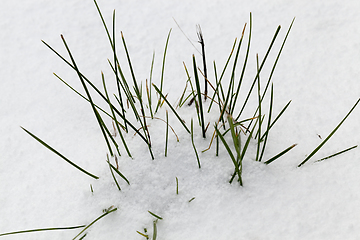 Image showing grass, from under a snow