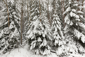 Image showing forest in winter