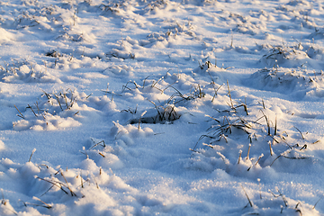 Image showing Grass under the snow