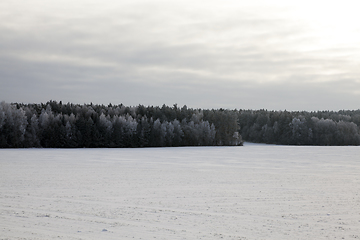 Image showing Winter time