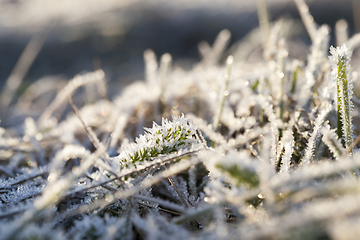 Image showing green grass in the frost