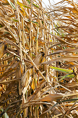 Image showing agriculture, corn closeup