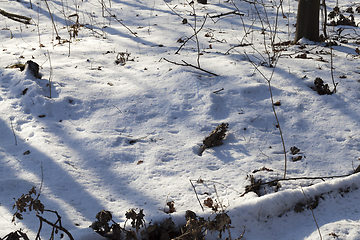 Image showing Winter season in the forest