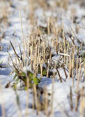 Image showing Winter on the field