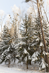 Image showing Trees in winter