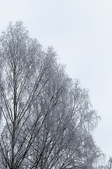 Image showing bare deciduous trees