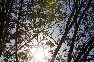 Image showing trees in autumn