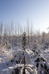 Image showing Trees in winter