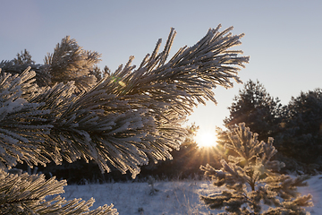 Image showing pine with a frost