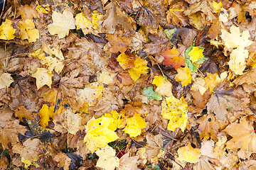 Image showing The fallen maple leaves