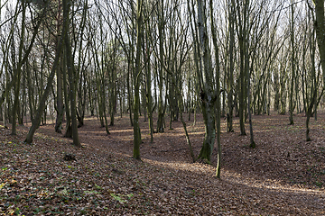 Image showing Maple forest in autumn