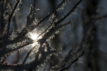 Image showing Frost on the branches