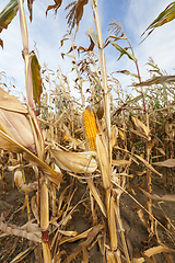 Image showing yellowed ripe corn