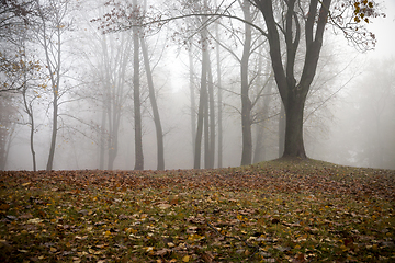 Image showing Autumn forest and fog