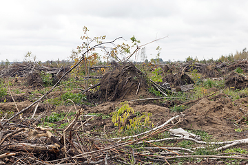 Image showing The broken trees