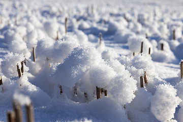 Image showing Snow in wheat fields