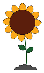 Image showing Big sunflower vector or color illustration
