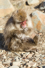 Image showing Lovely Monkey